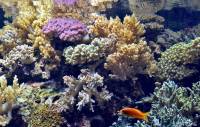 Récif de Corail